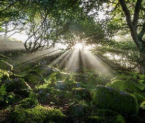 Kamienie, Promienie słońca, Las