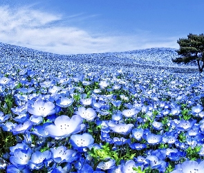 Niebieskie, Uprawa, Pola, Drzewo, Kwiaty