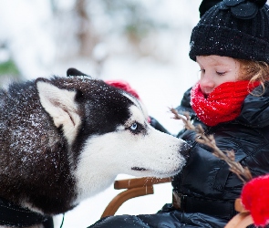 Dziecko, Siberian Husky, Gałązka, Pies, Zima