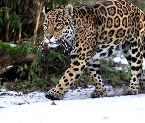 Jaguar