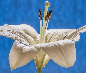 Biała, Lilia
, Kwiat