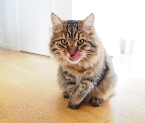 Kot