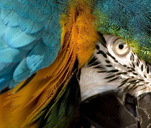 Ptak, Papuga