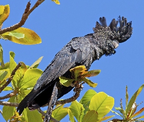 Kakadu, Gałązki, Papuga