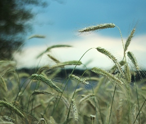 Kłosy, Zboże