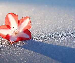 Kwiatek, Śnieg, Różanecznik, Azalia