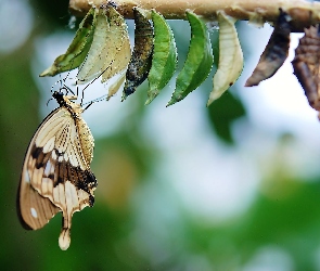 Motyl, Blask, Kokony