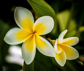 Plumeria