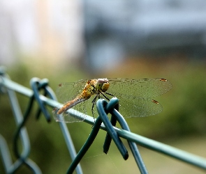 Siatka, Makro, Ważka