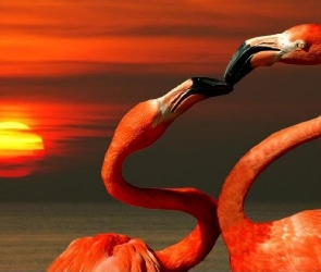Dwa, Pocałunek, Flamingi