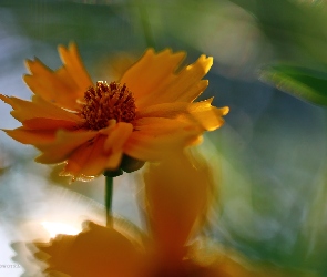 Kwiat, Nachyłek, Pomarańczowy