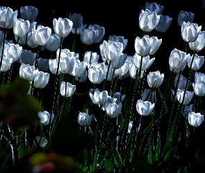 Białe, Tulipany