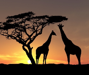 Żyrafy, Drzewo, Zachód słońca