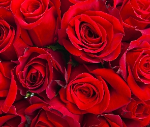 Czerwone, Roze, Kwiaty