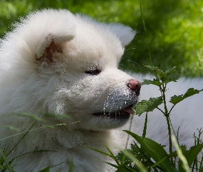 Roślinność, Inu, Pies, Akita