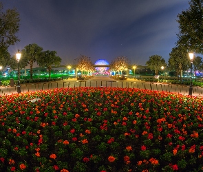 Disneyland, Noc, Klomb, Czerwone, Kwiaty, Oświetlenie