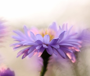 Płatki, Kwiat, Liliowy, Aster