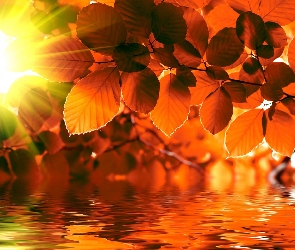 Promienie słońca, Woda, Jesień, Liście