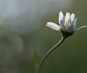 Margerytka, Kwiat, Biały