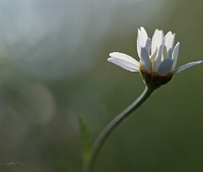 Biały, Kwiat, Margerytka