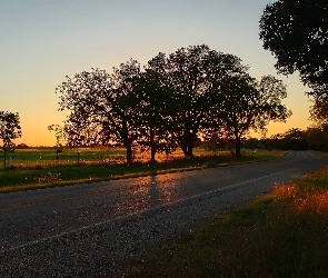 Droga, Pola, Drzewa