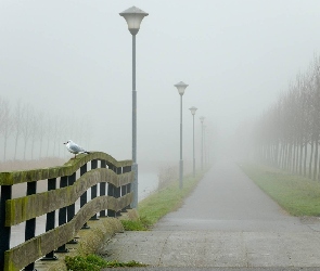 Park, Mewa, Rzeka, Mgła, Drzewa