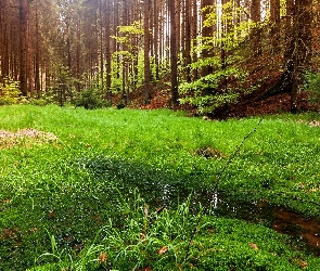 Bajoro, Zieleń, Las