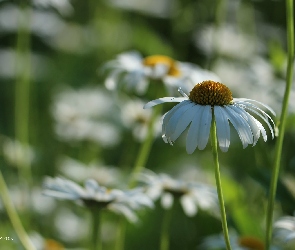 Białe, Kwiaty, Margerytki
