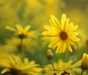Żółte, Kwiaty, Margerytki