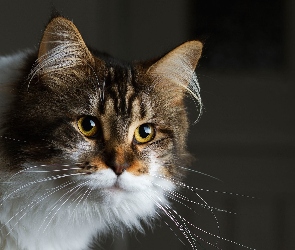 Piękny, Maine coon, Kot