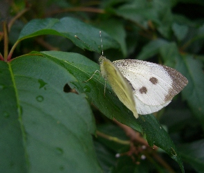 Bielinek, Liście, Motyl, Winobluszcz, Kapustnik