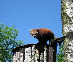 Panda, Pandka ruda, Czerwona