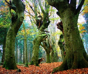 Las, Drzewa, Stare