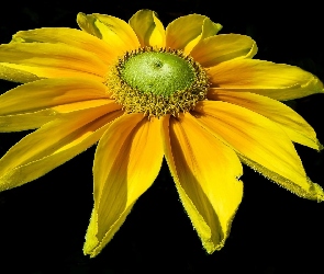 Kwiat, Rudbekia, Żółty