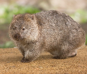 Wombat