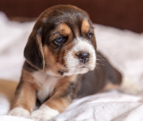 Szczeniak, Beagle, Pies