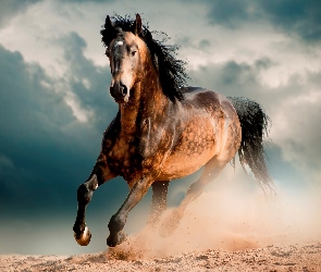 Galop, Chmury, Koń