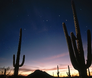 Arizona, Kaktusy