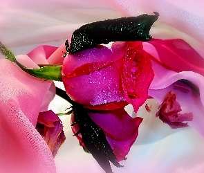 Tiul, Różowy, Kwiaty, Róża