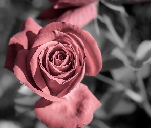 Róża, Vintage