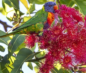 Corymbia ficifolia, Kwiat, Lorysa Górska, Gałązka