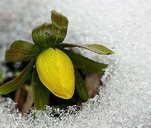 Kwiat, Liście, Lód, Śnieg
