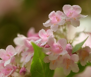 Kwiaty, Różowe, Kolkwicja Rosea, Krzew