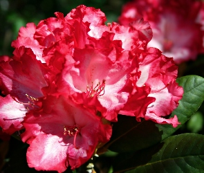 Zbliżenie, Kwiat, Rododendron, Czerwony