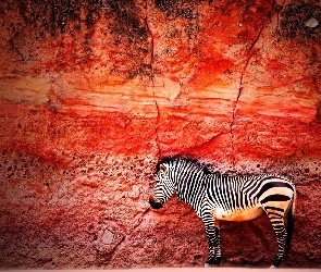 Zebra, Skała