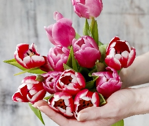 Dlonie, Tulipany, Kwiaty