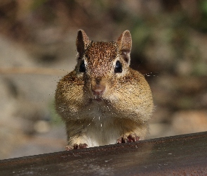 Wiewiórka, Chipmunk
