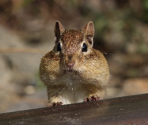 Chipmunk, Wiewiórka