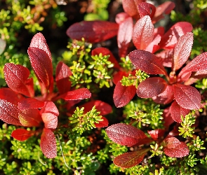 Rośliny, Berberys