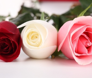 Kwiaty, Różowa, Czerwona, Biała, Róże